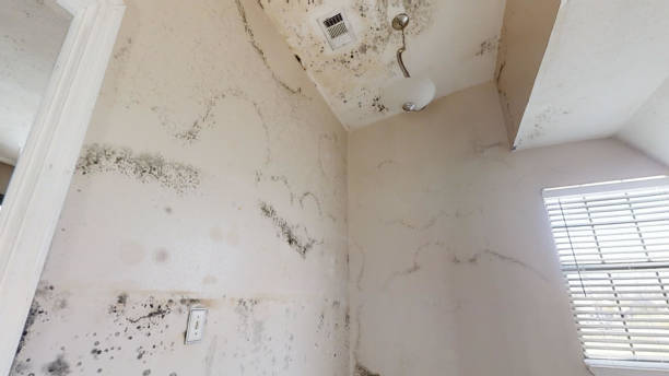 Best Environmental Consulting for Mold Prevention  in Swainsboro, GA