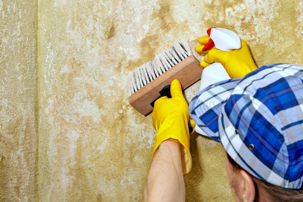 Best Mold Damage Restoration  in Swainsboro, GA