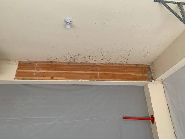 Best Attic Mold Removal  in Swainsboro, GA